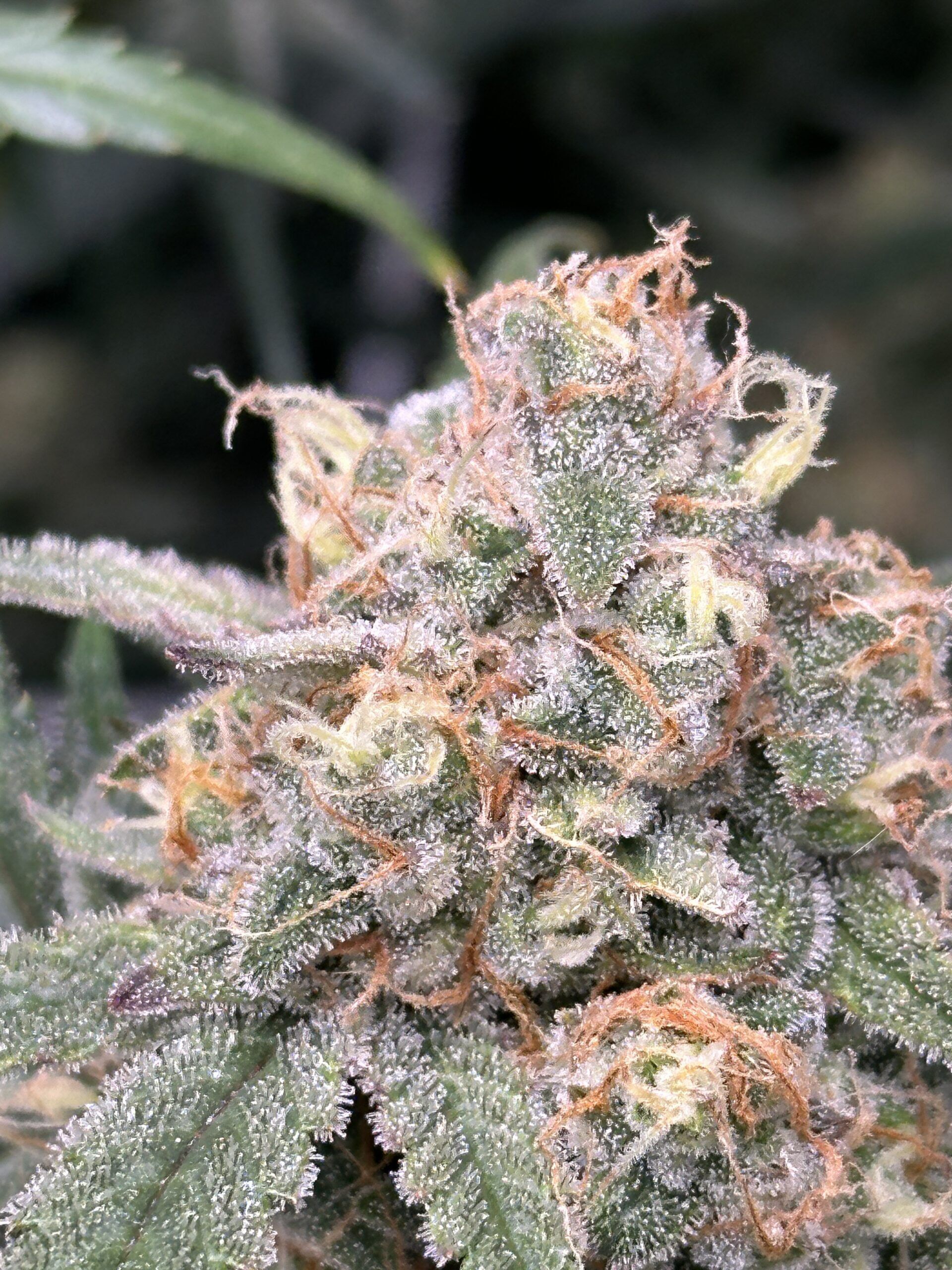 Chemdawg Auto - Billede 2